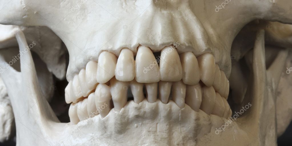 A Close Up Of A Human Skull Jaw And Teeth Stock Photo Neilld