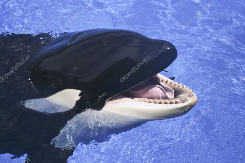 Killer Whale Tongue