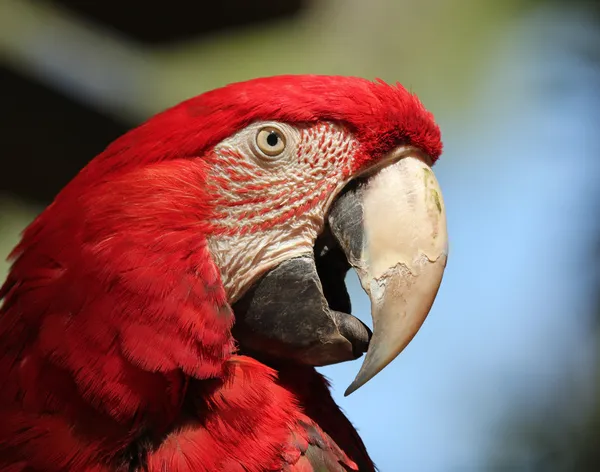 A Scarlet Macaw, Native to the American Tropics
