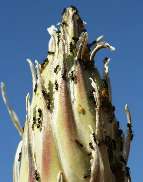 Ants, Aphids and Mites on the End of a Yucca Stalk — Stock Photo #8347234