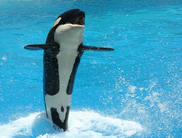 A Young Killer Whale Tail Walks Across the Water