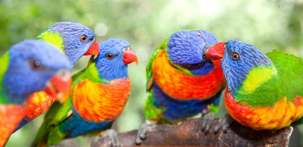 Australian rainbow lorikeets