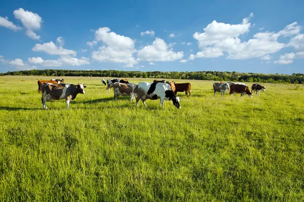 Cows grazing in green meadow