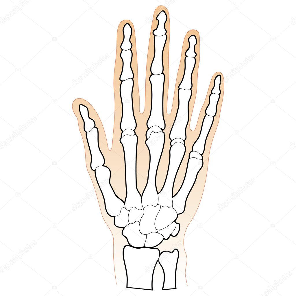 The Hand Bones
