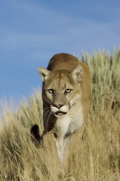Cougar walks through the long grass