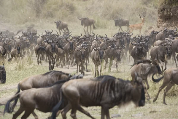 Wildebeest running towards the river on migration