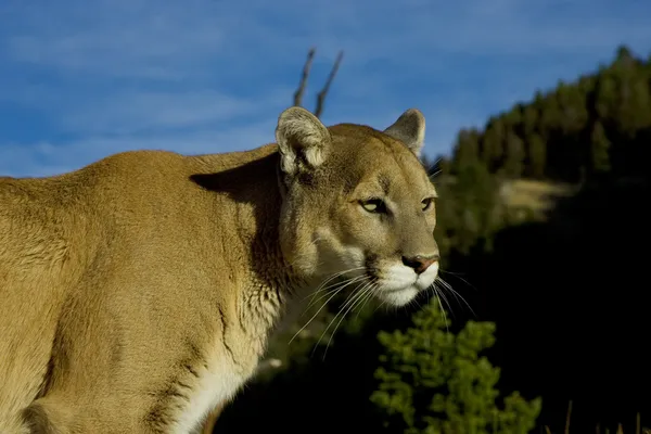Cougar walks down a hillside