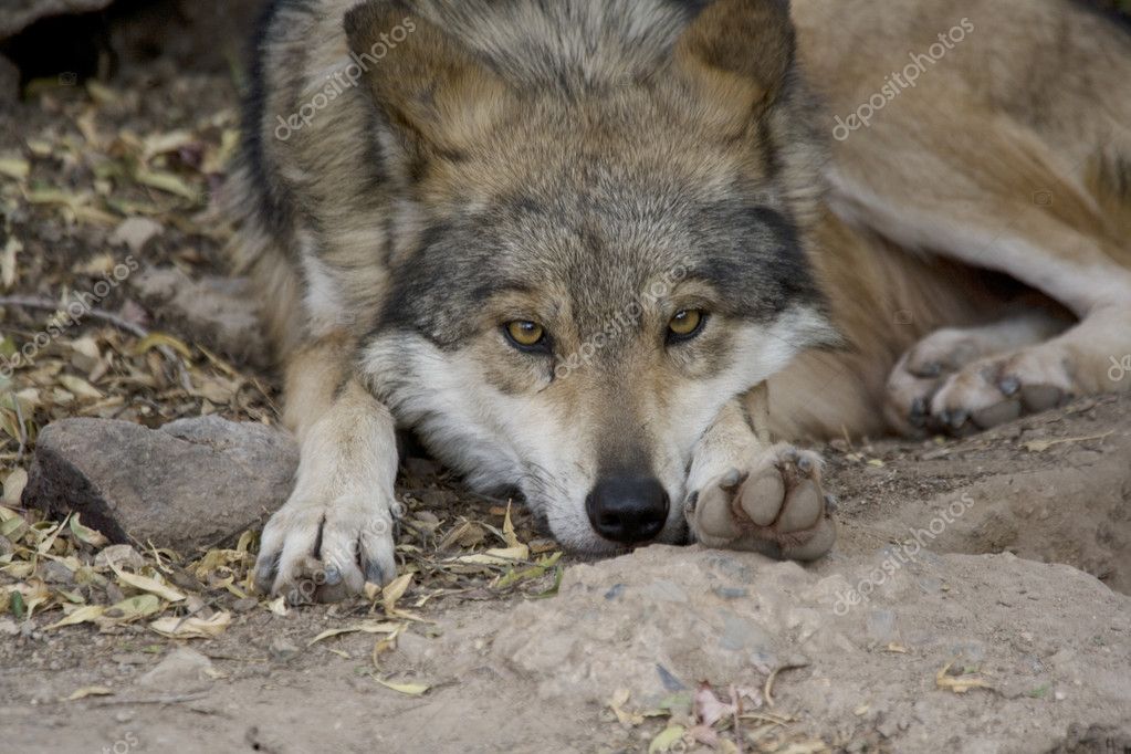 Wolf Lying Down