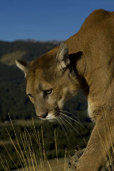 Cougar walks down a hillside