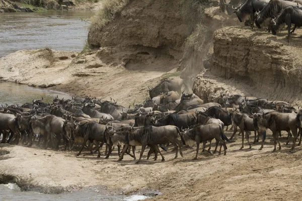A wildebeest herd ready to cross the Talek River during the Great Migration