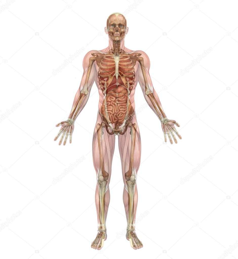 Skeleton With Organs