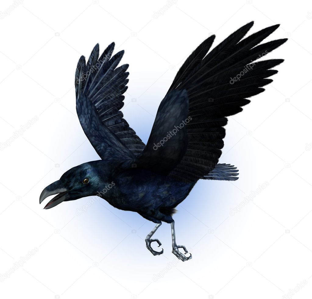 Raven Flight Animation