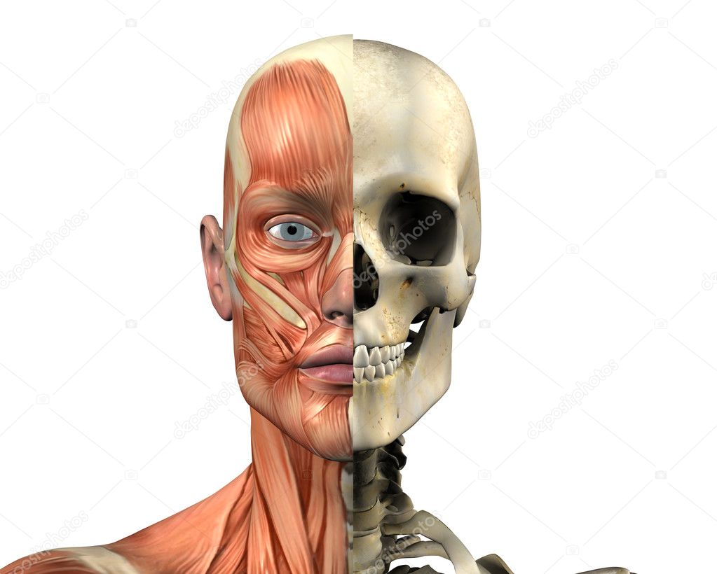 Skull Muscles