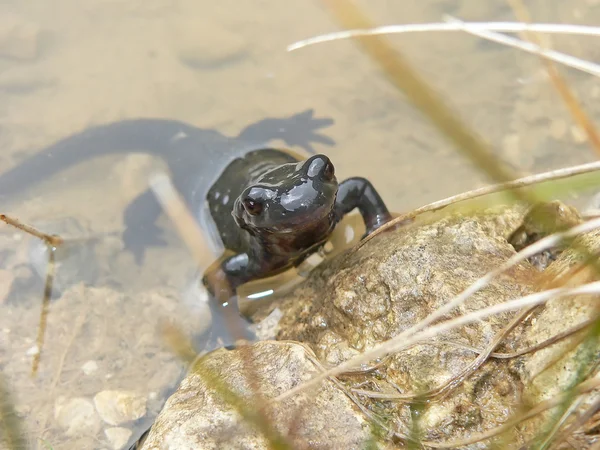 Salamander in the water portrait