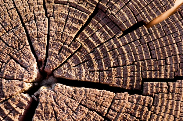 Close up of dry and broken wood