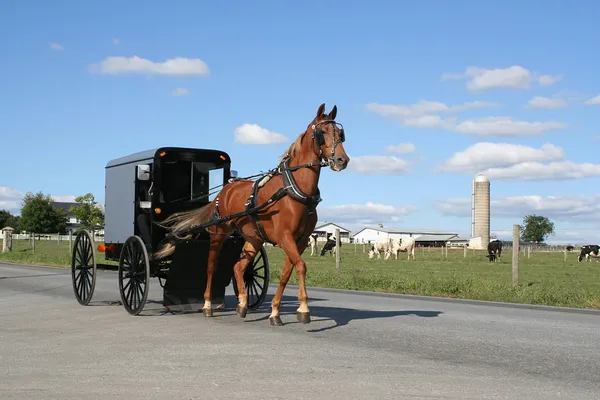Amish Horse and Carriage