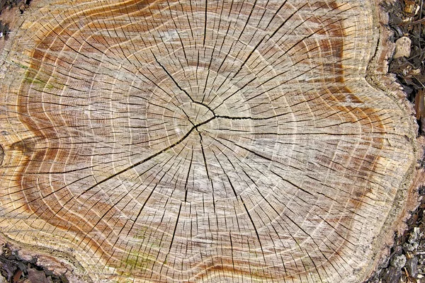 Stump of tree