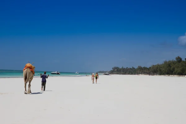 Camel walking on tropical beach
