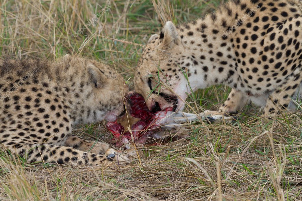 A Cheetah Eating