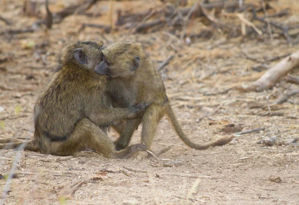 Two Baboons hugging each other