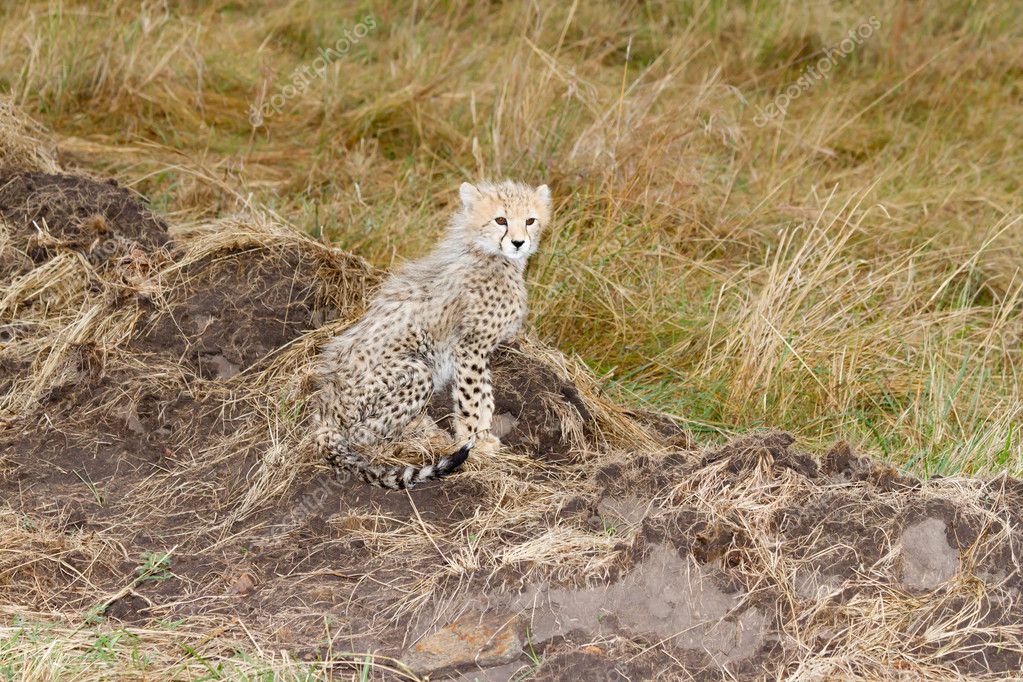 Cute Baby Cheetahs