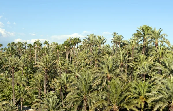 Palm tree forest in Elche, Spain
