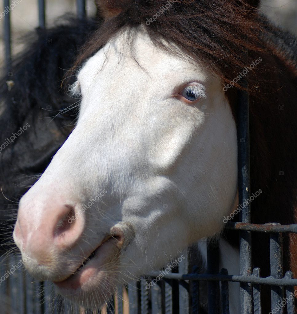 Albino Friesian Horse