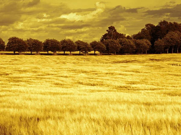 Beautiful wheat field digital art manipulation