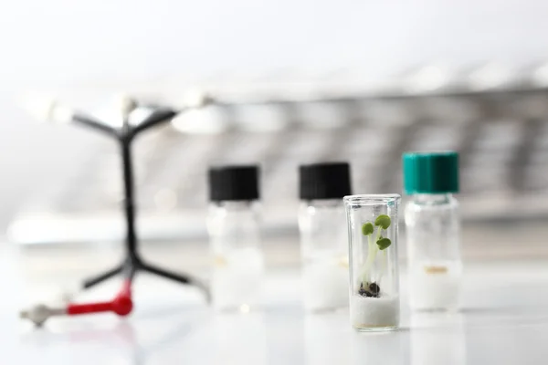 Developing plants in test tubes