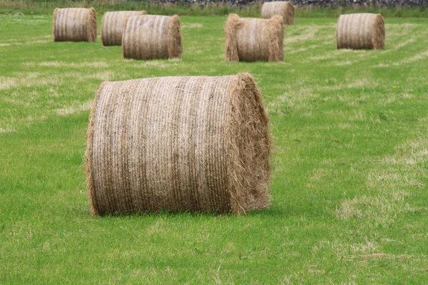 Saved hay