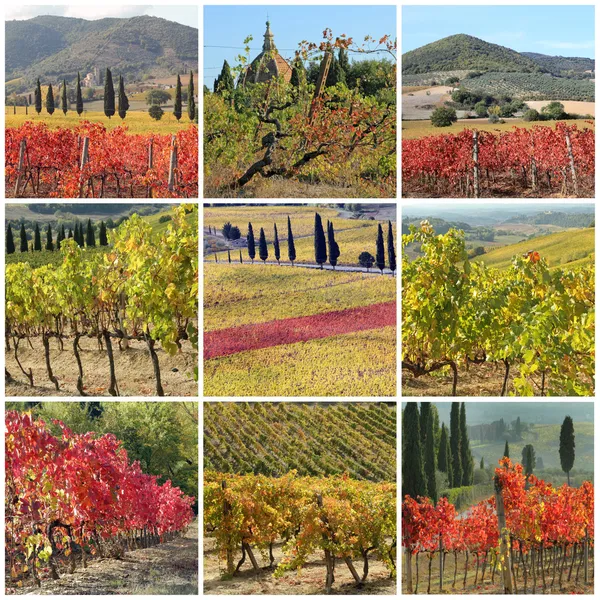 Collage with fantastic fall colors of vineyards in Italy