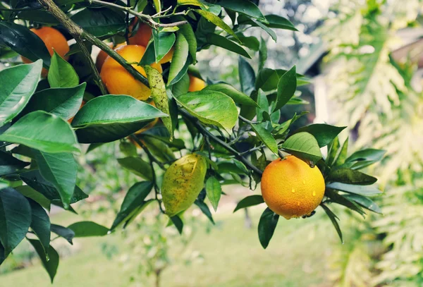 Ripe Oranges on the Tree with Raindrops