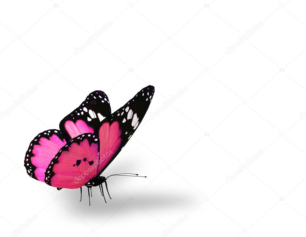 Butterfly White Background