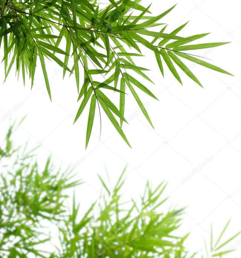 Bamboo Leaves Stock Photo Ifong