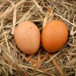 Новости из Украины часть 2 - Страница 38 Depositphotos_10126096-Eggs-in-straw-nest