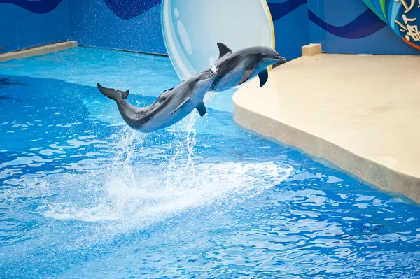 Dolphin show, Ocean Park
