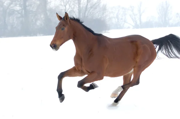 Running horse on snow background