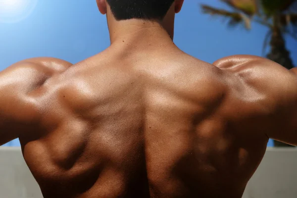 Back of bodybuilder