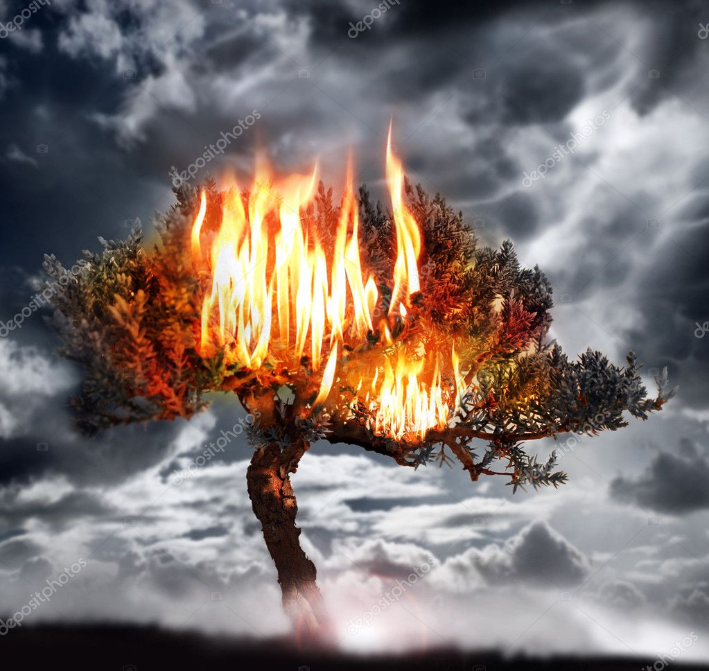 Burning Tree — Stock Photo © curaphotography 8499988