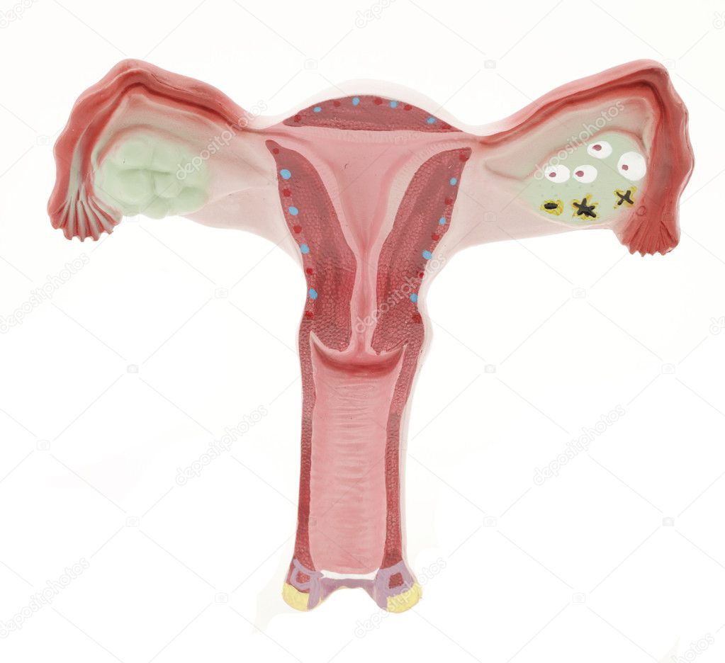 Female Womb