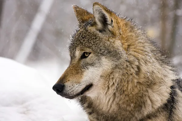 European gray wolf (Canis lupus)