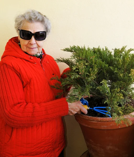 Granny with sunglasses grows plant — Stock Photo #8885788