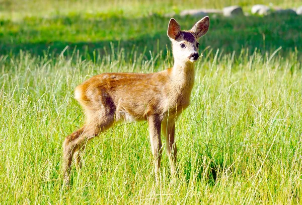 Young cute deer in reservation