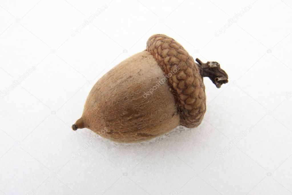 Oak nut — Stock Photo © ZoranM 8968544