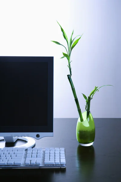 Computer Monitor and Lucky Bamboo
