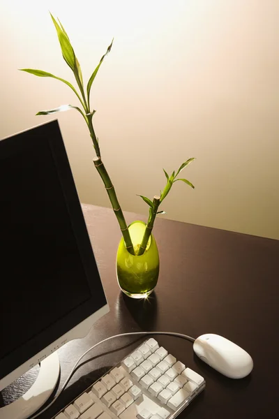 Computer and lucky bamboo.