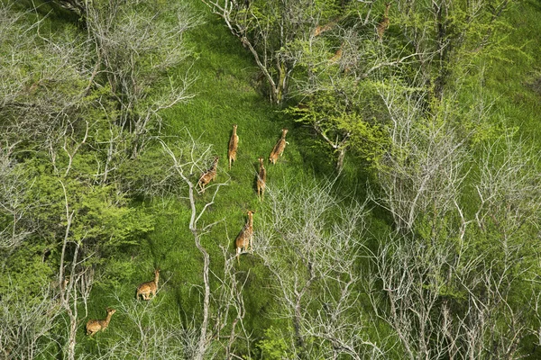 Axis Deer Maui