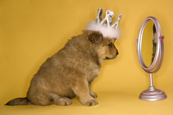 Puppy wearing crown.