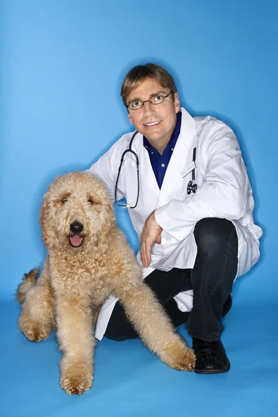 Male veterinarian with Goldendoodle dog.