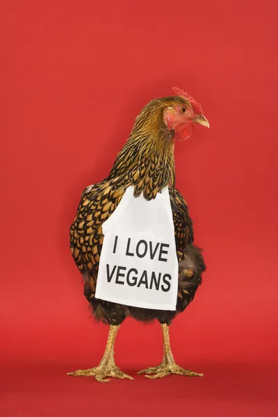 Chicken wearing funny vegan sign.
